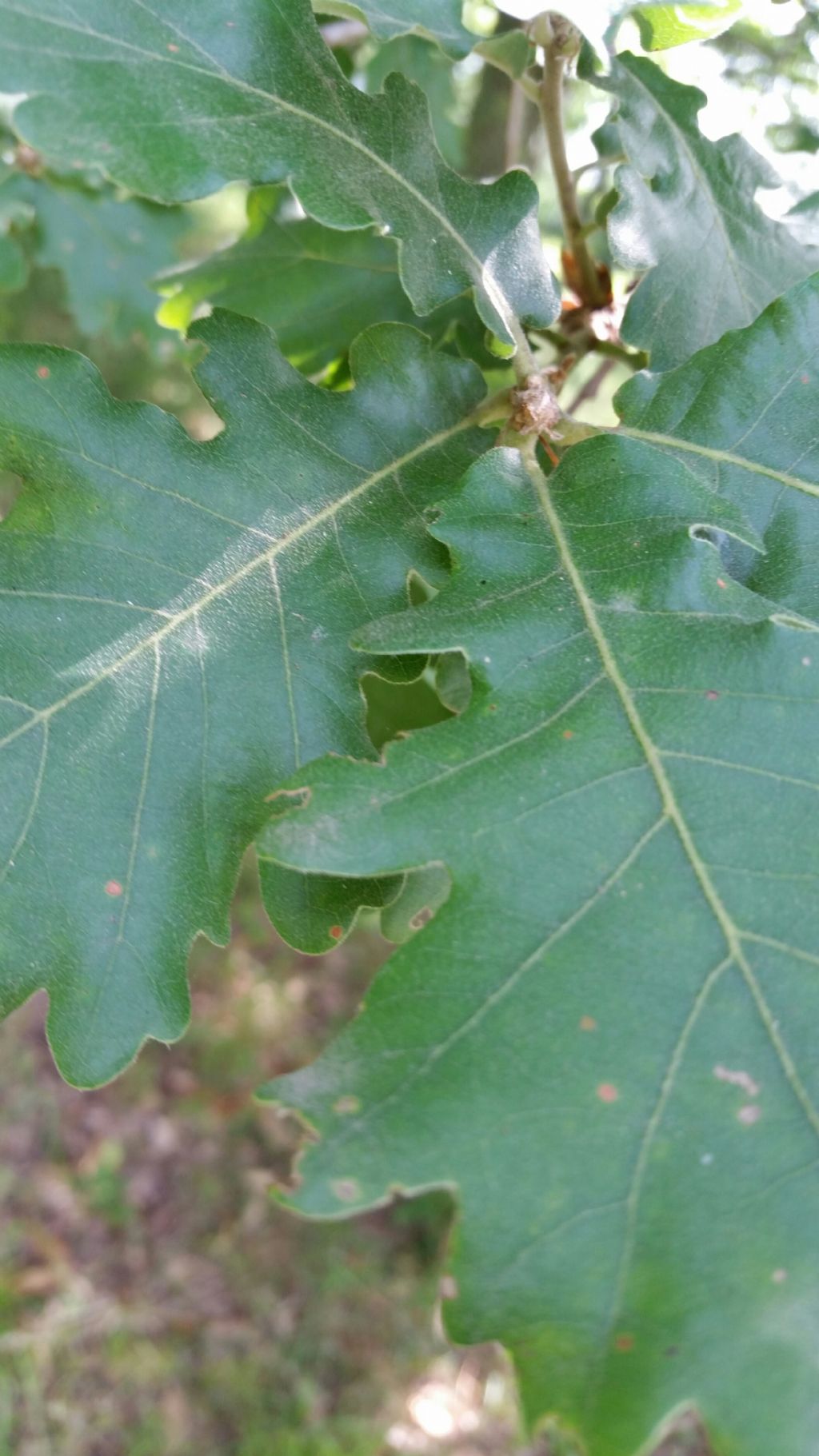 Che tipo di quercia ?